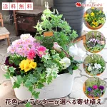 ［寄せ植え］花色とプランターが選べる♪カントリーガーデン