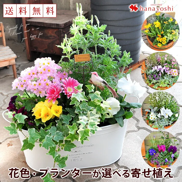 色鮮やかな「［寄せ植え］花色とプランターが選べる♪カントリーガーデン」