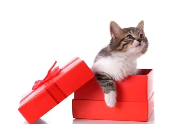 猫がテーマのプチギフト5選|にゃんこ好きを喜ばせるアイテムを紹介します