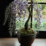 藤信楽鉢植え