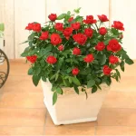 ミニバラ鉢植え