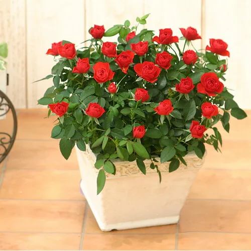 気持ちが伝わる華やかな「ミニバラ鉢植え」
