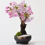 桜盆栽 旭山 一才桜