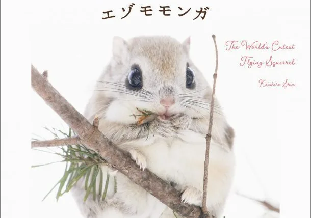 注目度No.1のモフモフ小動物、エゾモモンガの写真集！パイ インターナショナル『世界一かわいいエゾモモンガ』