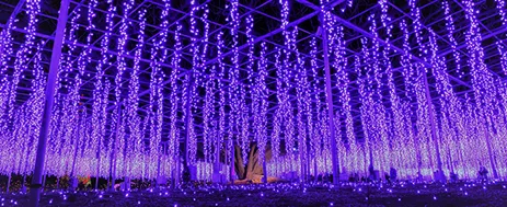 日本三大イルミネーション｜あしかがフラワーパーク「Flower Fantasy～光の花の庭2019～」