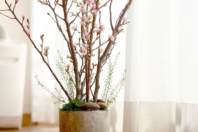 桜の鉢植えを自作できる｜花工房あげたけ「自宅で！桜のお花見キット」