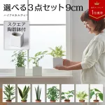 子供でも育てやすい&選べる観賞植物セット