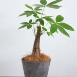 観葉植物 パキラ(4号鉢)