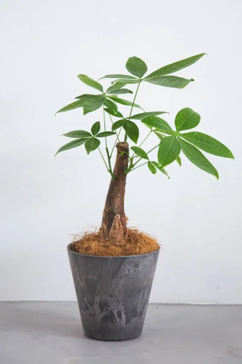 縁起が良い植物「パキラ」