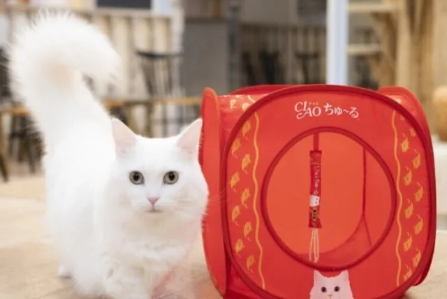 CIAOちゅ〜るから、猫のおうちが新発売！ 宝島社 CIAO ちゅ～る 世界の猫を喜ばす キャットハウス＆キャットトンネル