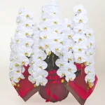 「胡蝶蘭」の花言葉は幸せが飛んでくる
