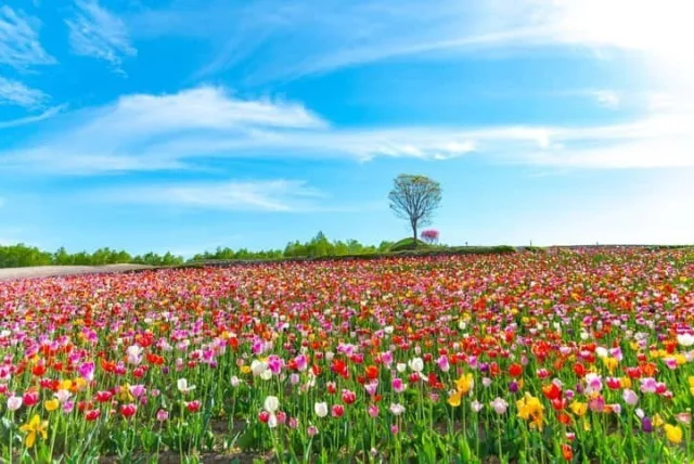 北海道のお土産【人気エリア別】グルメ＆雑貨14選！お取寄せもOK