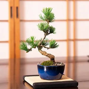 盆栽妙 五葉松