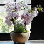 八重桜ツイン盆栽