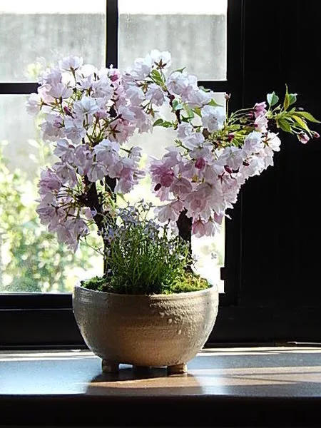 おうちでお花見気分。