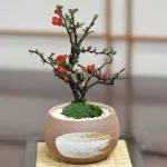 ミニ長寿梅 万古焼 ハケメ丸鉢