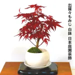 出猩々もみじ