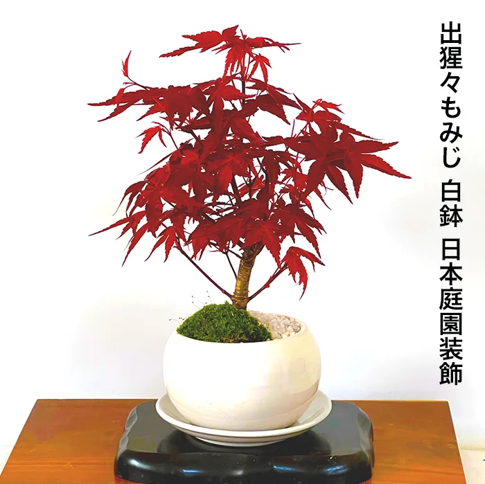色の移り変わりが魅力