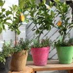 トゲなしレモンとハーブの寄せ植え