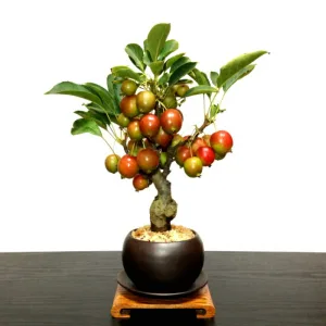 花心盆栽 姫リンゴミニ盆栽 小品盆栽