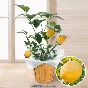 イイハナ・ドットコム 父の日ギフト 鉢植え 「レモン」