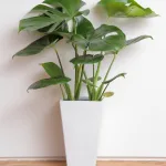 観葉植物 モンステラ 6号 ボサ造り 角陶器