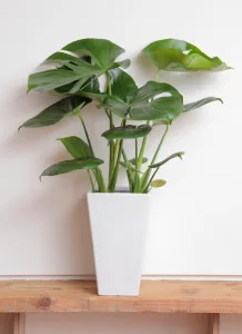 HitoHana／ヒトハナ 観葉植物 モンステラ 6号 ボサ造り 角陶器