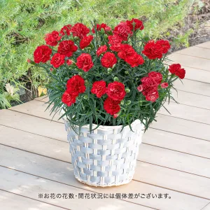 日比谷花壇 母の日 カーネーション 7号鉢