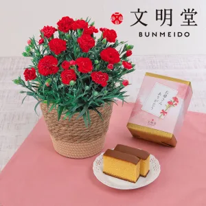 日比谷花壇 母の日 文明堂「特撰五三カステラ」とカーネーション鉢のセット