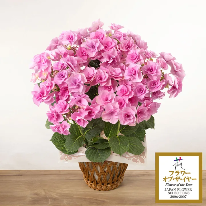 様々な表情を見せる紫陽花「フェアリーアイ」