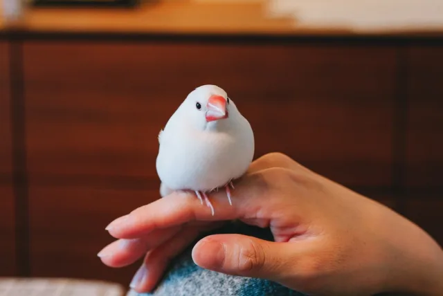 文鳥ファンが喜ぶグッズ11選｜可愛さと癒しが詰まった文鳥ギフトおすすめ