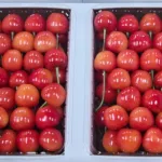 ワンランク上の贈り物『佐藤錦』