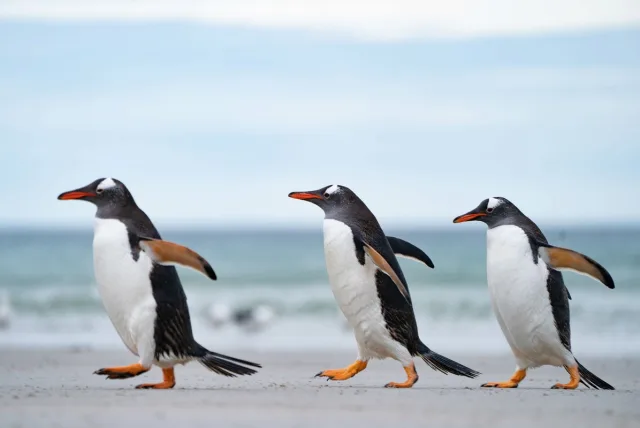 ペンギングッズをプレゼント！癒し系＆おもしろアイテム11選