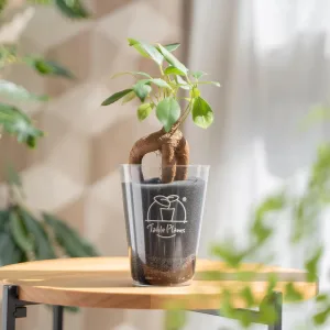 Table Plants／テーブルプランツ テーブルプランツ × COLOR POT SET