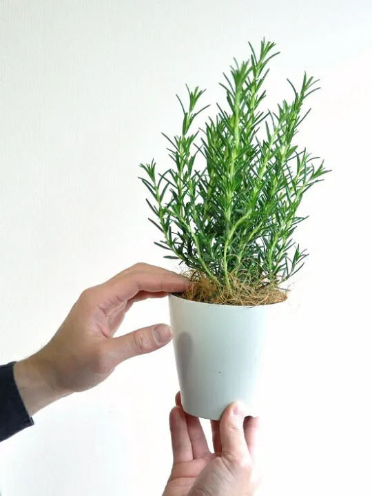 肉料理と相性抜群!観賞用にもおすすめ「LAND PLANTS ローズマリー」