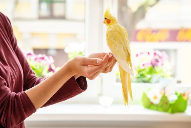 鳥好きへのプレゼント決定版｜鳥ブームに拍車をかける注目アイテム10選＆選び方