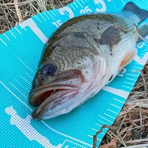 SEAES FISHING GEAR／シーズ フィッシングギア フィッシングメジャー