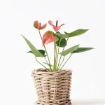 観葉植物 アンスリウム 3号 ピンク Gray Rattan(グレイラタン) 付き