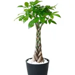 贈り物に人気の観葉植物「パキラ」