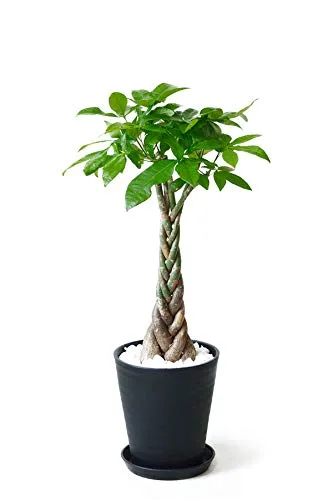 贈り物に人気の観葉植物「パキラ」