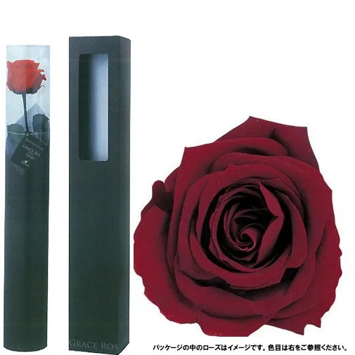 赤いバラの花言葉「あなたを愛します」