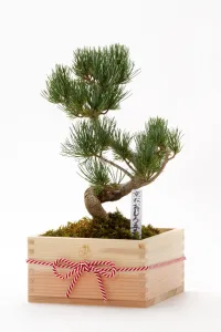 京都花室 おむろ 京都小鉢（ミニ盆栽） 京松 京都特選升 （京都北山杉使用）