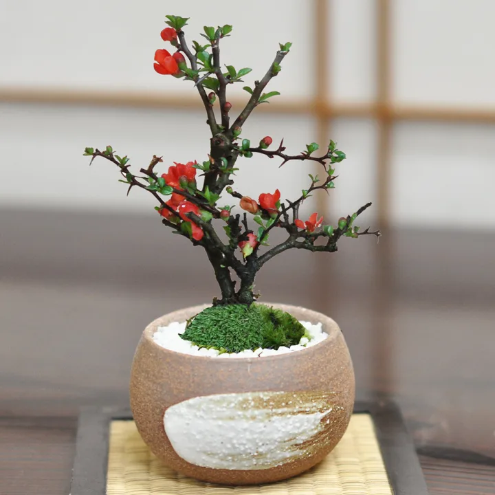 敬老の日にふさわしい盆栽のプレゼント