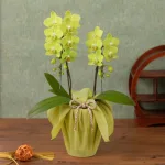 鉢植え「長寿を祝う胡蝶蘭~山吹~」