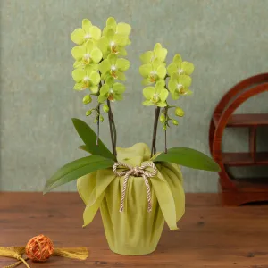 e87.com／イイハナドットコム 鉢植え「長寿を祝う胡蝶蘭～山吹～」