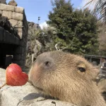開催期間：3月14日（木） カピバラのホワイトデーは13:00～
