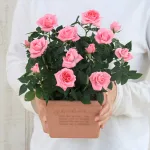 ミニバラ鉢植え