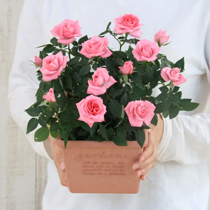 敬老の日を機に…バラの花を愛でる生活