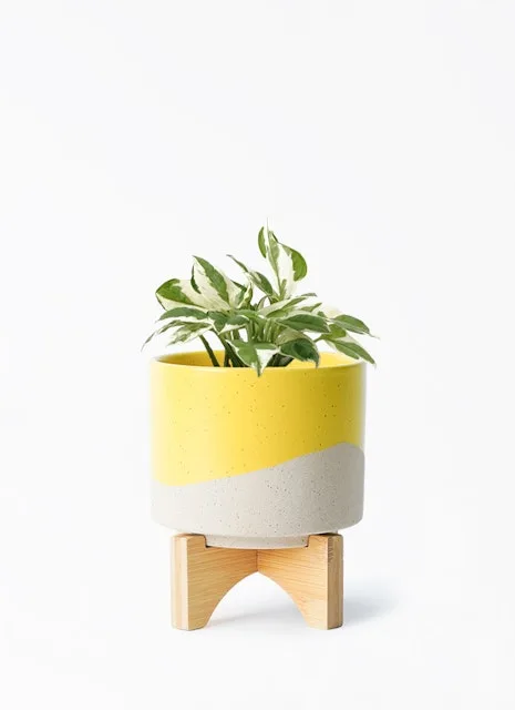 どんな部屋にも似合う「ポトス」