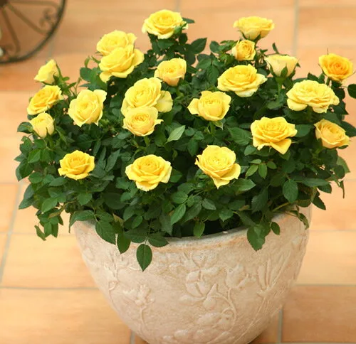 黄色いバラの花言葉「友情」